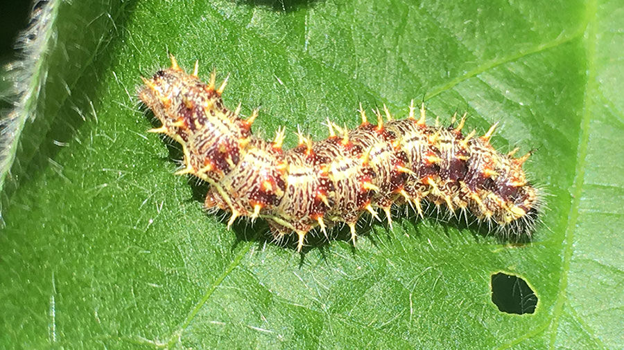 diseased painted lady caterpillar